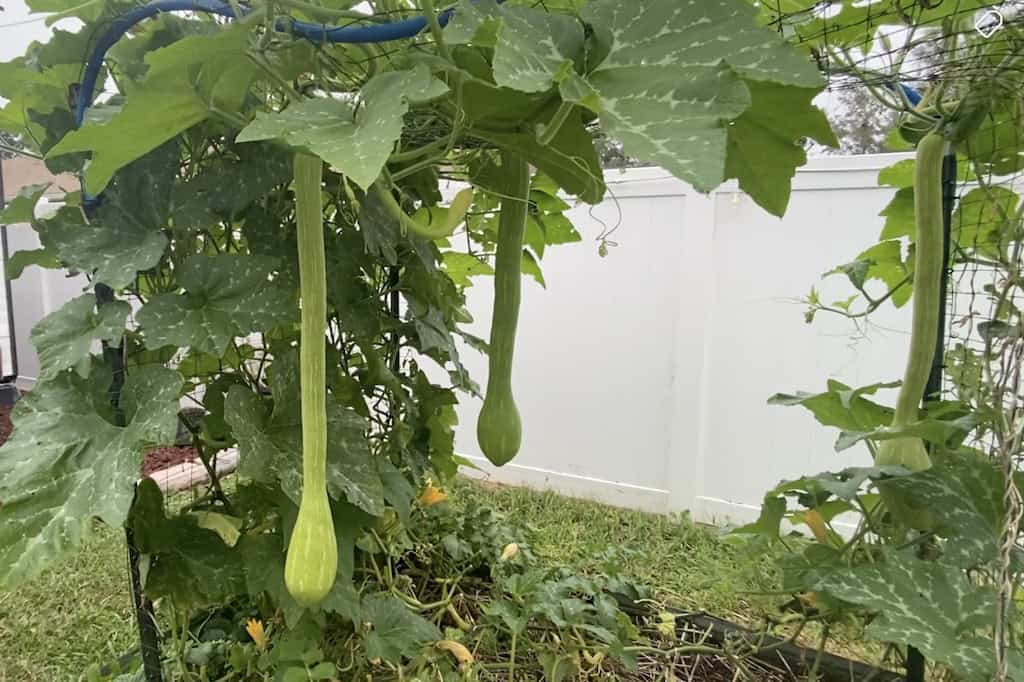 Growing Tromboncino Squash in Florida